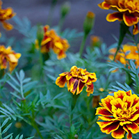 Peiulill ehk Tagetes (suvelill)