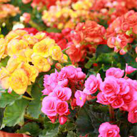 Roosbegoonia (suvelill)
